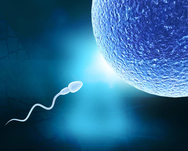 Foods That Will Help You increase your sperm count