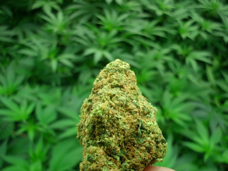 Get Access to a Wide Variety of Weed Strains When You Buy weed online in Canada
