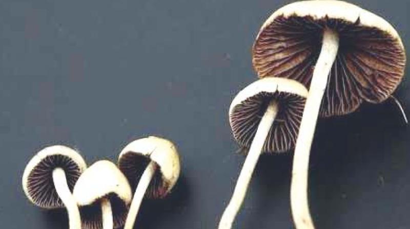 Shrooms in DC: What you should Know