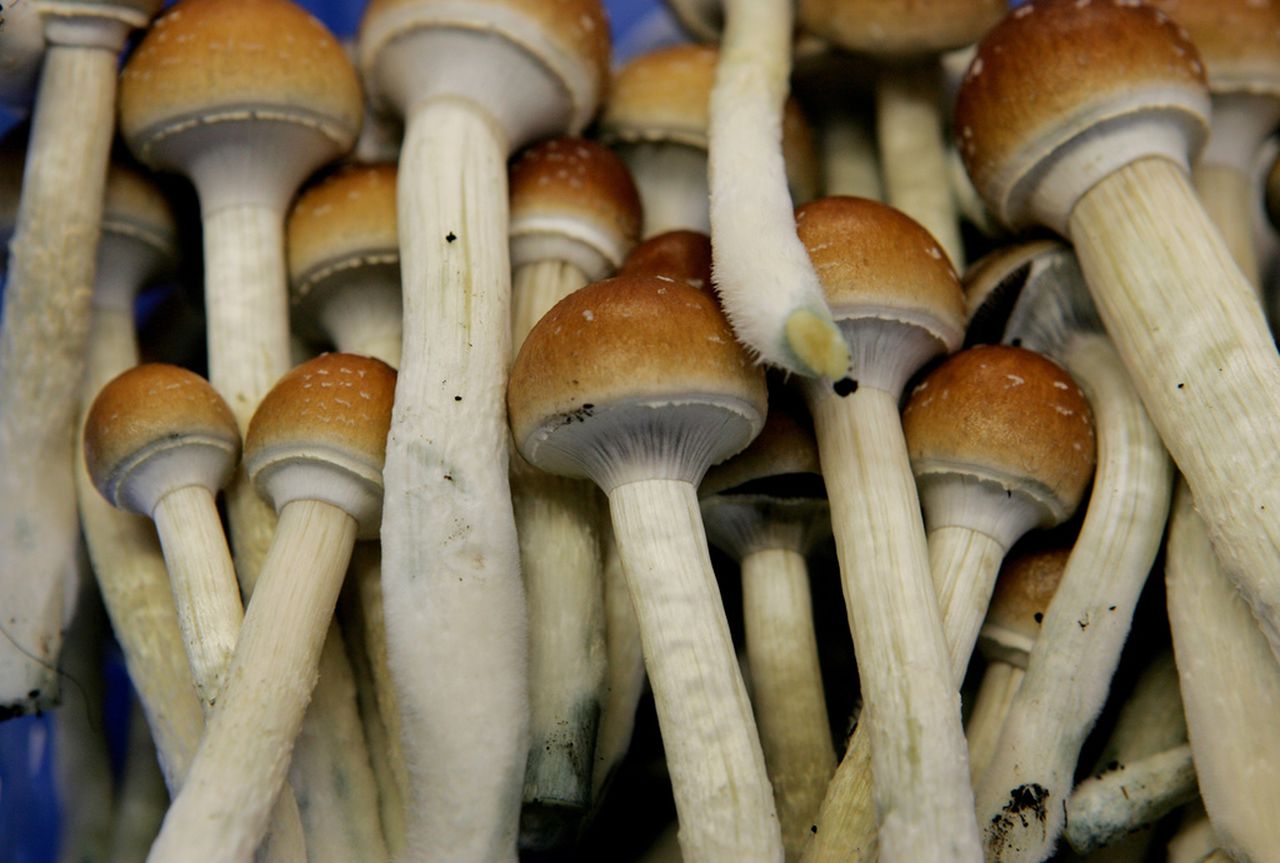 Shrooms in DC: What You Need to Know