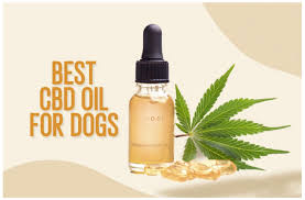 Utilizing the best CBD to Treat Common Health Problems in Dogs
