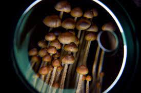 Shrooms DC: Unlocking the Secrets of Psychedelic Healing