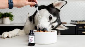 CBD for Dogs: Elevate Your Pet’s Quality of Life