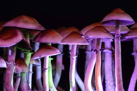 A Path to Inner Exploration: Why Online Magic Mushroom Purchases Matter