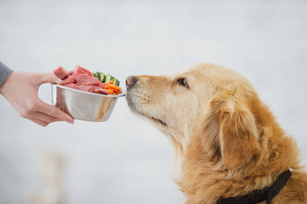 Maximize Your Dog’s Health with a Raw Food Diet